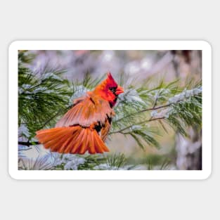 Christmas Cardinal Sticker